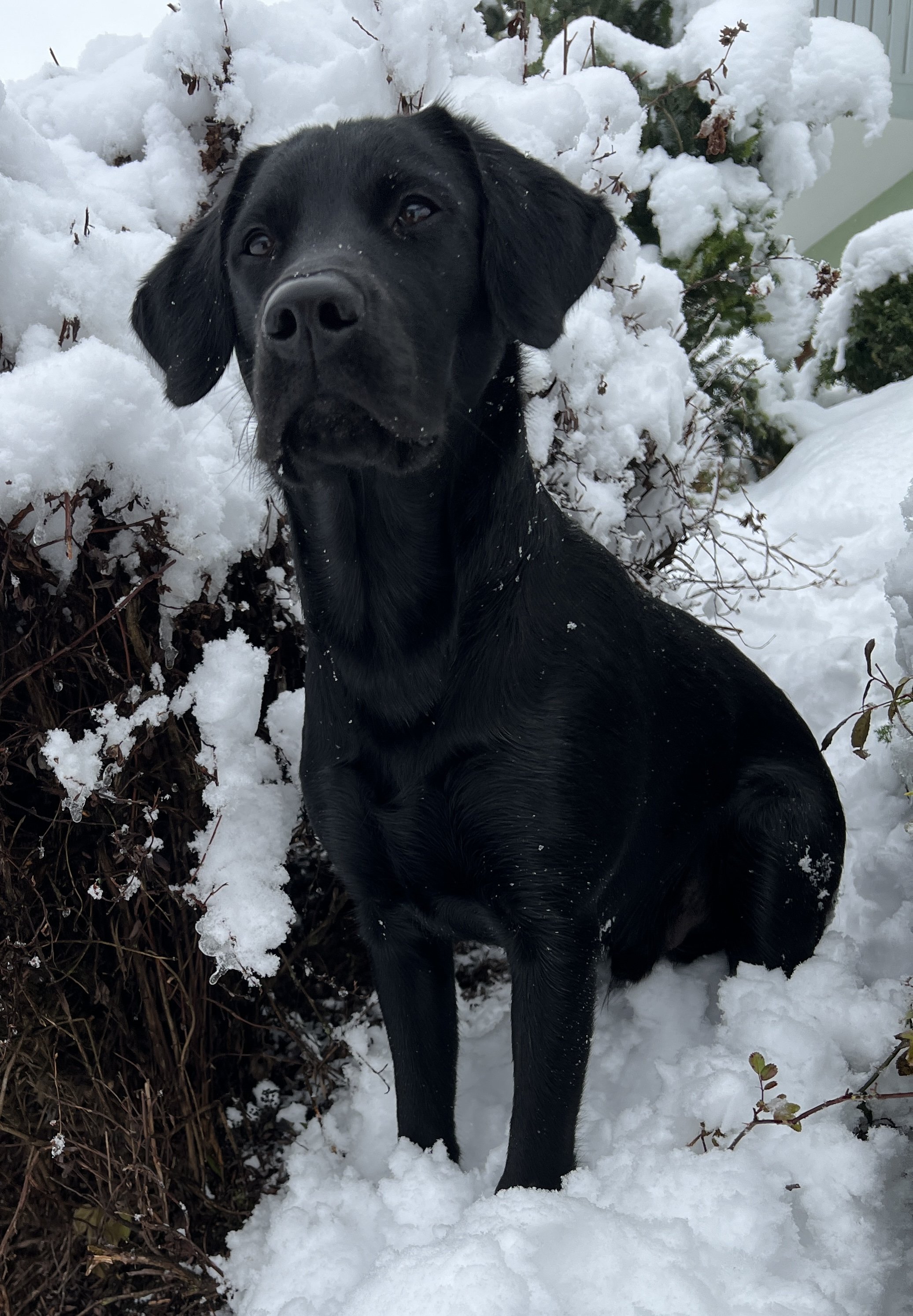 Shadow im Garten mit ganz viel Schnee