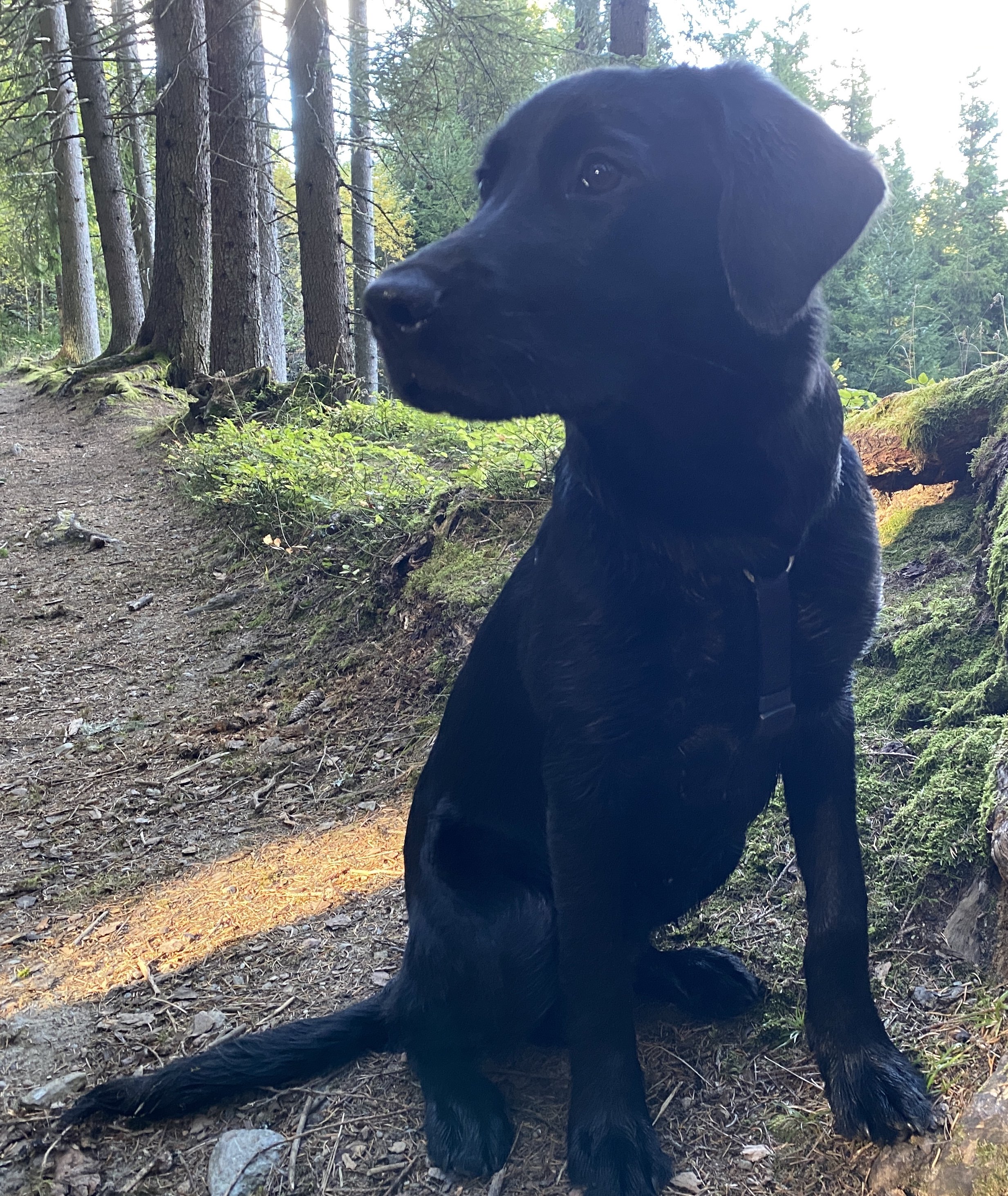 Shadow im Wald